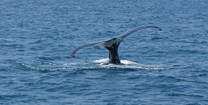 Downtown Reykjavik RIB Speedboat Tour: Whale and Puffin Watching Experience