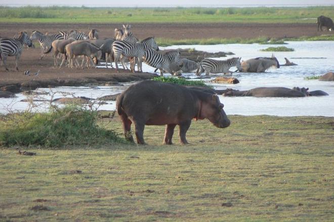 Three-Day Group Safari Adventure in Tanzania