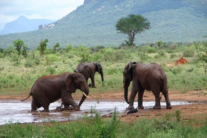 Tsavo East Safari: Exclusive 2-Day Adventure from Mombasa