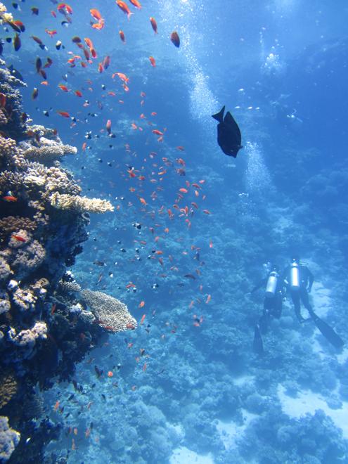 Nusa Dua Exclusive Diving Adventure: Private Bali Underwater Exploration