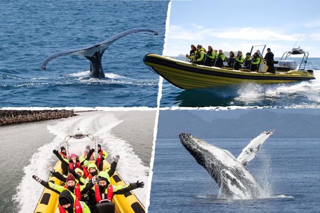 Downtown Reykjavik RIB Speedboat Tour: Whale and Puffin Watching Experience