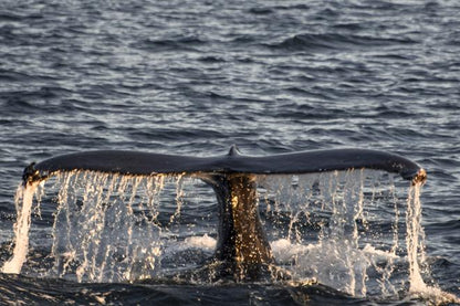 Classic Whale Watching Experience in Akureyri