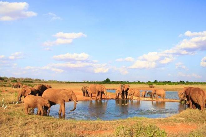 Discover the Wild: 3-Day Tsavo East Safari Adventure from Mombasa