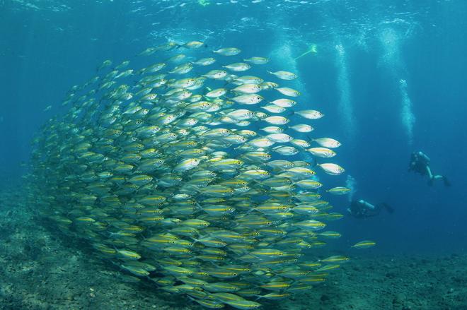 Explore Scuba Diving at USAT Liberty Shipwreck in Tulamben, Bali