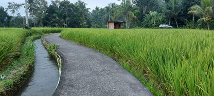 Ubud Trekking Experience: Explore Tegallalang Rice Terraces and Waterfalls