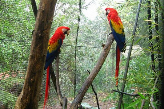 Private Day Tour to La Paz Waterfall Gardens & Tabacon Hot Springs from San Jose