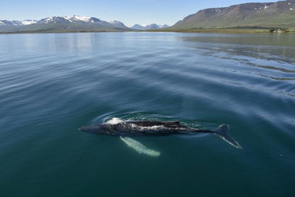 Classic Whale Watching Experience in Akureyri