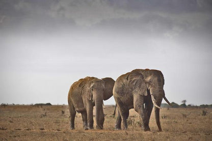 Discover Tsavo East: Full-Day Safari Adventure from Mombasa