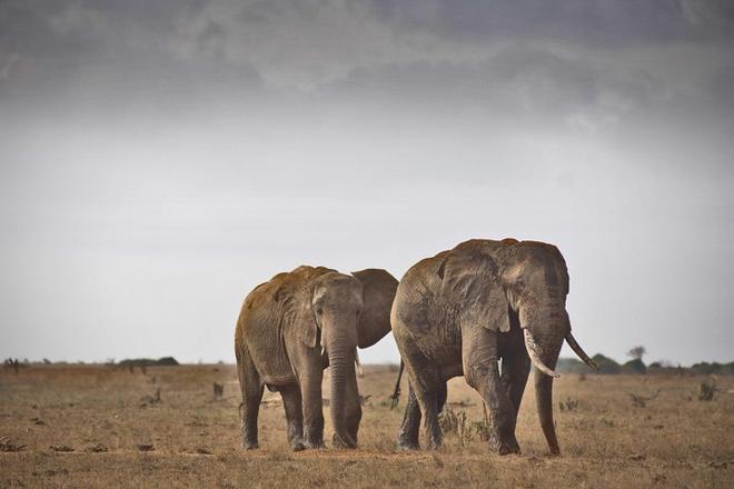 Tsavo East Safari: Exclusive 2-Day Adventure from Mombasa