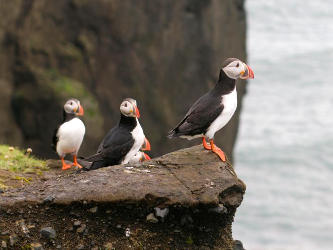 Speedboat Puffin Watching Adventure from Reykjavik Downtown