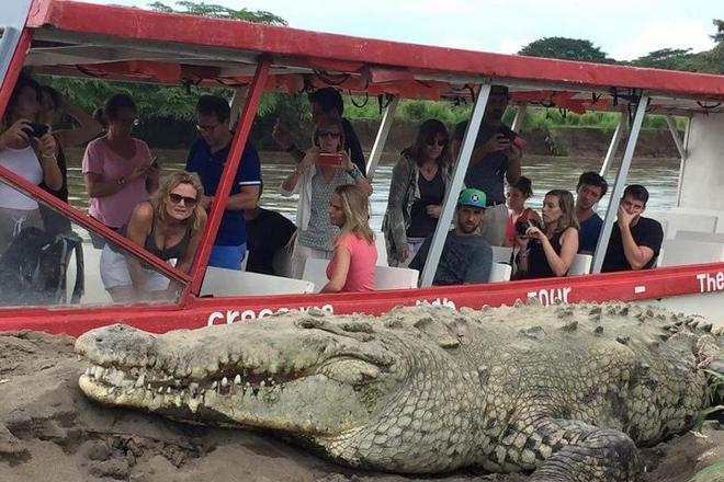 Private Crocodile Safari and Carara National Park Expedition