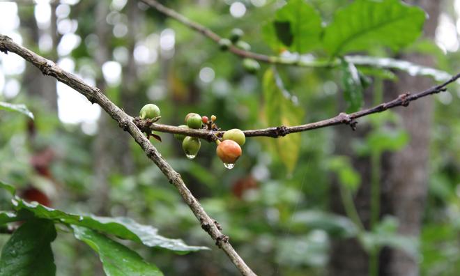 Discover Ubud: Exclusive Half-Day Private Tour