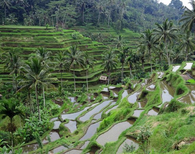 Ubud Trekking Experience: Explore Tegallalang Rice Terraces and Waterfalls