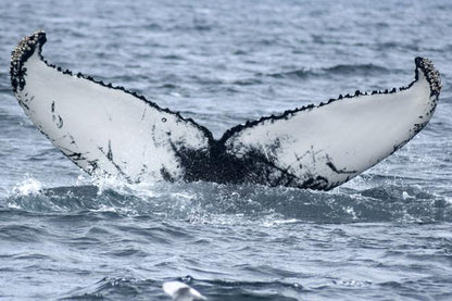 Classic Whale Watching Experience in Akureyri