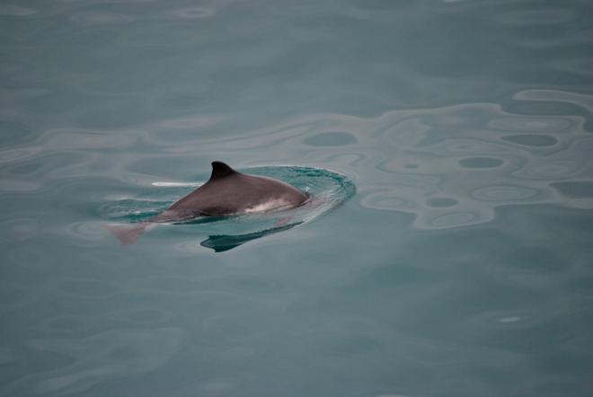 Reykjavik Whale Watching and Buggy Adventure Tour