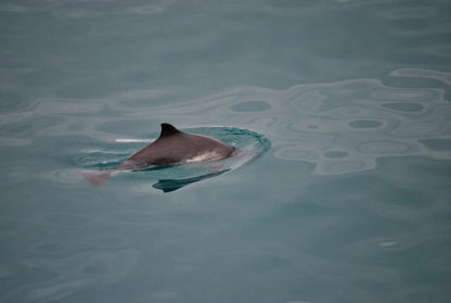 Reykjavik Whale Watching and Buggy Adventure Tour