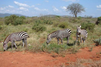 Discover Tsavo East: Full-Day Safari Adventure from Mombasa