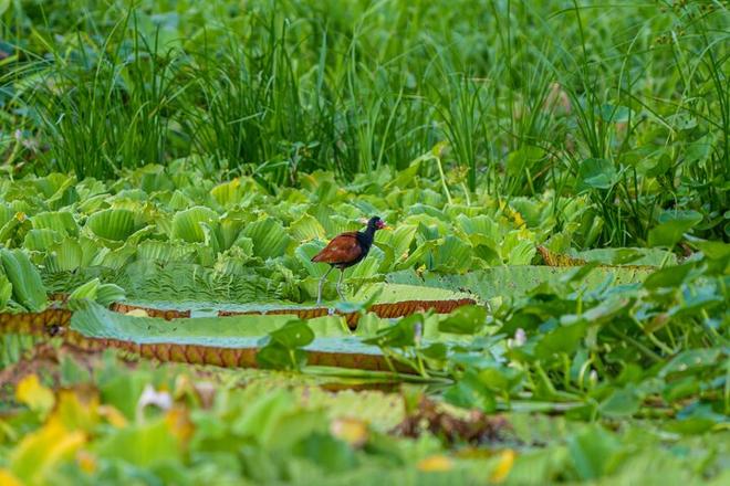 Amazon Rainforest Exploration: 5 Days and 4 Nights Adventure at Amazon Tapiri Floating Lodge