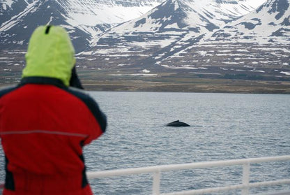 Classic Whale Watching Experience in Akureyri