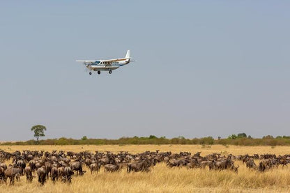 Maasai Mara 5-Day Luxury Safari Adventure: Exclusive Fly-In Experience