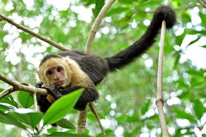 Private Costa Rican Wildlife Exploration: An Exclusive Zoo Visit