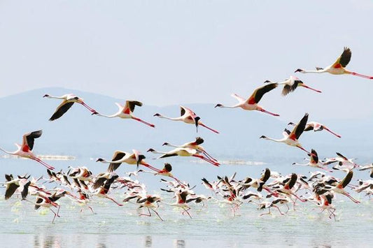 Lake Nakuru Safari: Discover Rhinos and Flamingos on a 2-Day Adventure