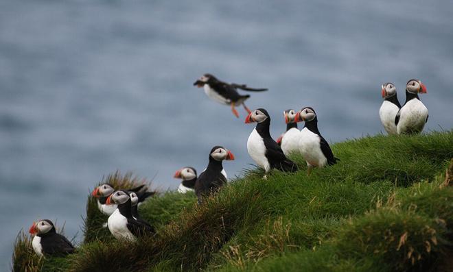 Exclusive Puffin Watching Experience in Reykjavik