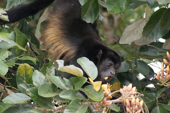 Tortuguero Canal and Cahuita National Park: A Nature and History Shore Excursion