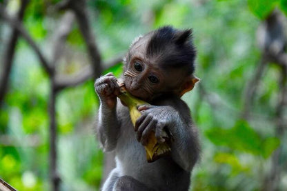 Bali Adventure: ATV Ride and Monkey Forest Exploration