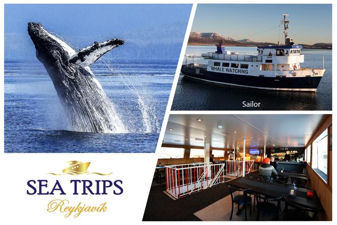 Downtown Reykjavik Whale Watching Tours