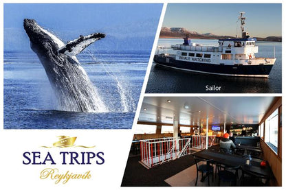 Downtown Reykjavik Whale Watching Tours