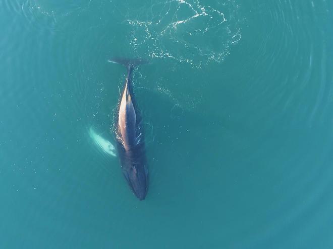 Whale Watching Adventure Cruise Departing from Reykjavik