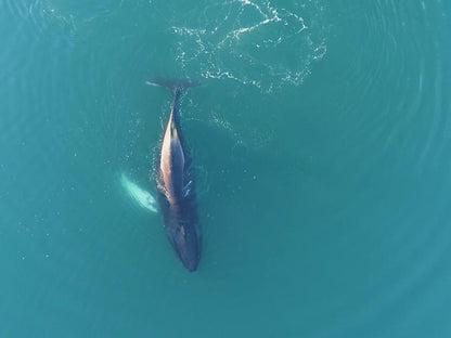 Whale Watching Adventure Cruise Departing from Reykjavik