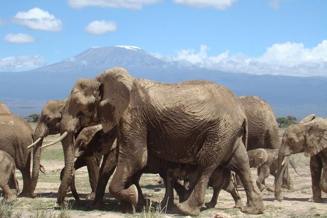 Amboseli National Park: Full-Day Safari Adventure