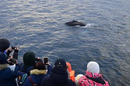 Reykjavik Seahorse Experience