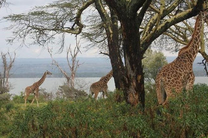 One-Day Lake Naivasha and Hell's Gate Safari Adventure