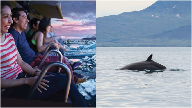 Whale Watching Adventure and FlyOver Iceland Experience