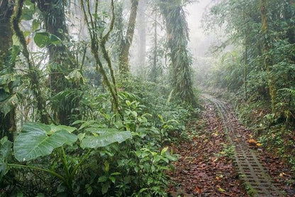 San Jose to Monteverde Cloud Forest and Sky Adventure Park: A Full-Day Excursion