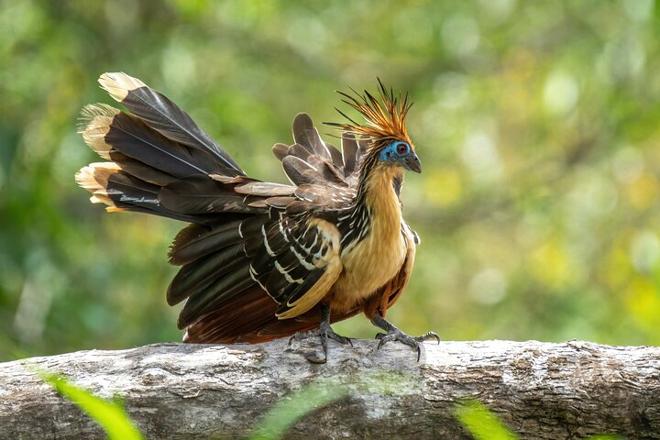 Explore the Amazon: 4-Day, 3-Night Stay at Tapiri Floating Lodge