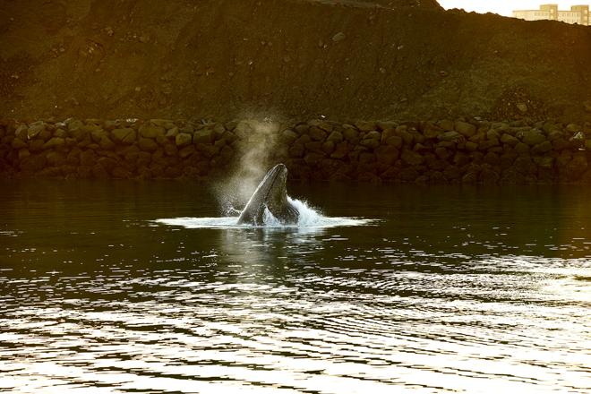 Whale Watching Adventure Cruise Departing from Reykjavik