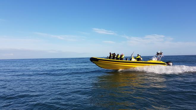 Downtown Reykjavik RIB Speedboat Tour: Whale and Puffin Watching Experience