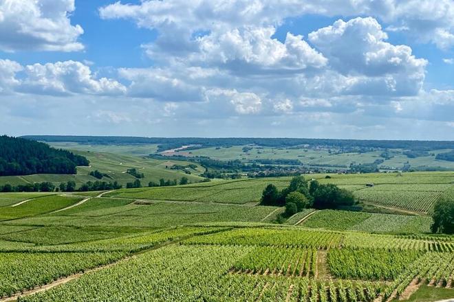 Exclusive Vintage Champagne Tour: Private Visit to Taittinger and Veuve Clicquot