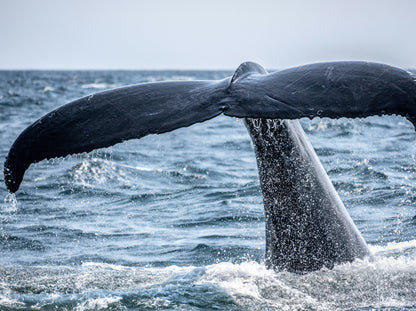 Whale & Sail - Whale Watching Cruise