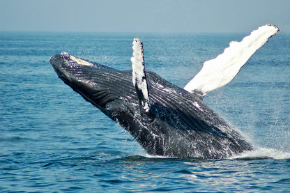 Whale & Sail - Whale Watching Cruise