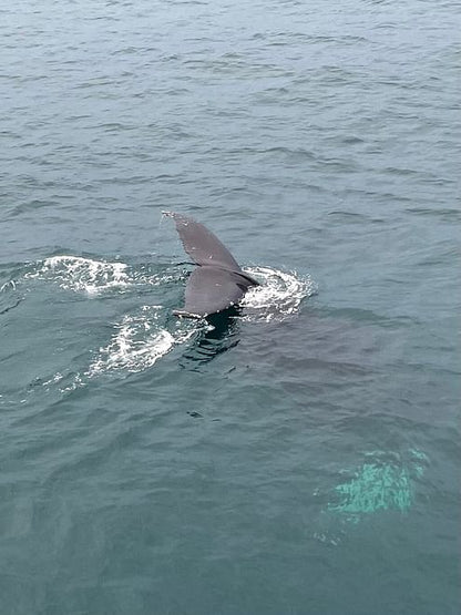 Reykjavik Bay Speedboat Excursion: The Ultimate Whale Watching Adventure in Iceland