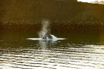 Reykjavik Luxury Yacht Whale Watching Adventure