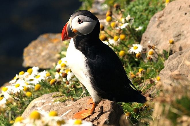 Puffin Watching Speedboat Adventure from Reykjavik Center