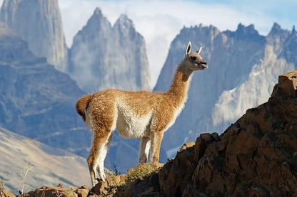 San Pedro de Atacama and Torres del Paine 8-Day Adventure Tour