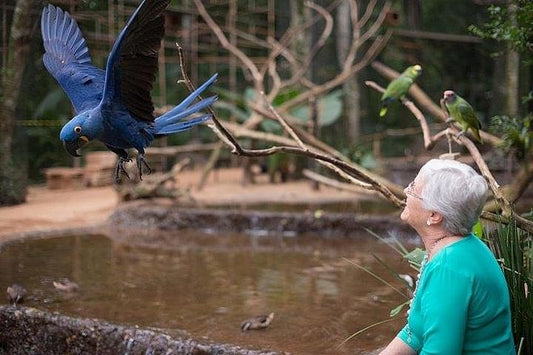 Iguassu Falls, Itaipu Dam, and Bird Park: Full-Day Tour from Puerto Iguazu