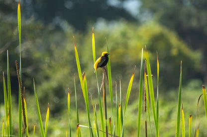 Explore Ethiopia: Unique Birdwatching Tour for Endemic Species